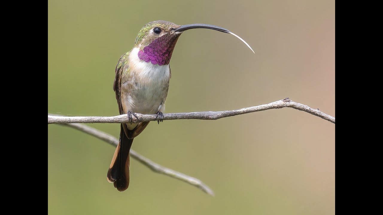 The Hummingbird’s Tongue