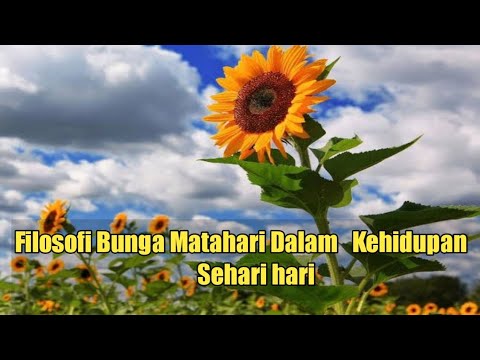 Video: Hindari Bunga Matahari
