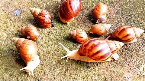 The Unique incredible Locomotion of the snails colonies​ #Snails #SnailColony #AnimalLocomotion 