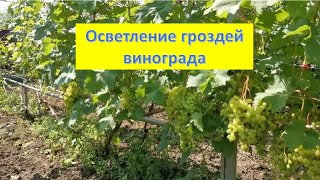 Осветление гроздей. Удаление листьев на винограде. Когда и для чего.