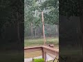 Summer Rain Storm
