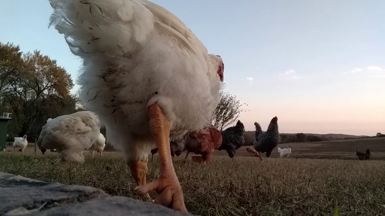 camera iphone 8 plus apk Chickens Eating Shrimp Shells