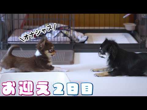 お迎え2日目でルンルンなパピーチワワ