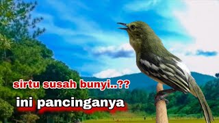 Suara Sirtu Gacor Memanggil Lawan || Sirtu/Cipoh Gacor Cocok Untuk Pancingan Sirtu Bahan