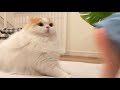 🍋久しぶりの地震にビックリしちゃった猫
