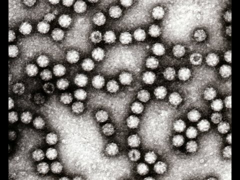 Astrovirus