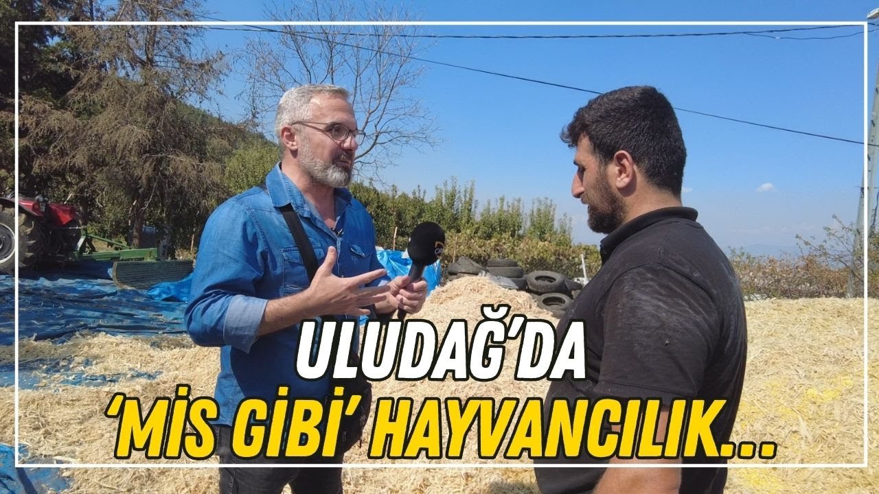 Uludağ’da ‘Mis Gibi’ Hayvancılık… / Çömez Köylü Tezekleri Temizliyor!