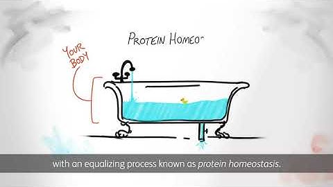 Protein Homeostasis: A Balancing Act