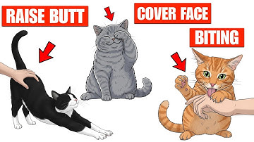 De echte betekenis van 9 vreemde kattengedragingen uitgelegd