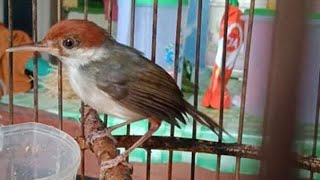 Prenjak Coki Gacor , Suara Pikat & Masteran Pancingan Perenjak / Cinenen Bahan Supaya Cepat Bunyi Prenjak Coki Gacor , Suara Pikat & Masteran Pancingan Perenjak / Cinenen Bahan Supaya Cepat Bunyi