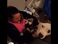 Perrita pitbull le presenta a su dueña a sus cachorros.