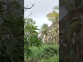 “Morning Birds in a Quiet Tropical Village 🌿🐦”#BirdSounds #NatureSounds #ambience #relaxing