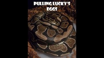 How To Remove Or Pull Ball Python Eggs