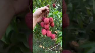 lichi ka season apna Bihar 🍓🍓🍓🍓🍓🍓