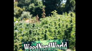 WEedNerdWorld?5/19/26