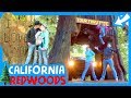 🌲 🚠 RV REDWOODS CALIFORNIA 🚡 ⛰ Driving Through An Ancient Redwood Tree 🚙 🌲