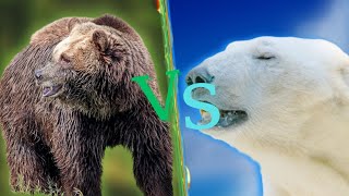 Grizzly Bear VS Polar Bear | Which Bear Is Stronger?