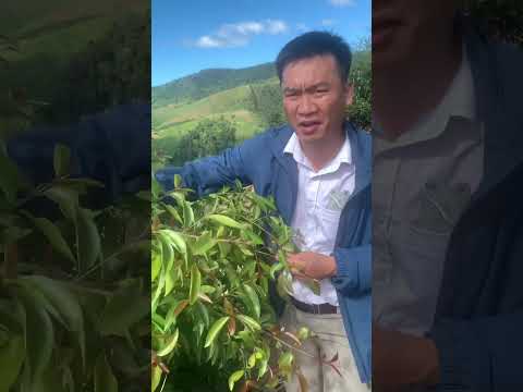 Video Cây Bứa rừng - nấu cái gì cũng ngon. Chỉ Kon Tum mới... - youtube