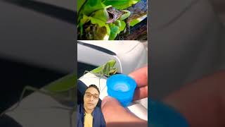 شوف الحشرة اللى الناس بتحبها بتعمل ايه  !   AMAZING!!!  MANTIS  #shorts