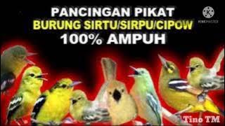 🔴 SUARA PIKAT SIRTU LIAR || SOLUSI AMPUH SIRTU SUSAH TURUN AUTO POIN MELIMPAH