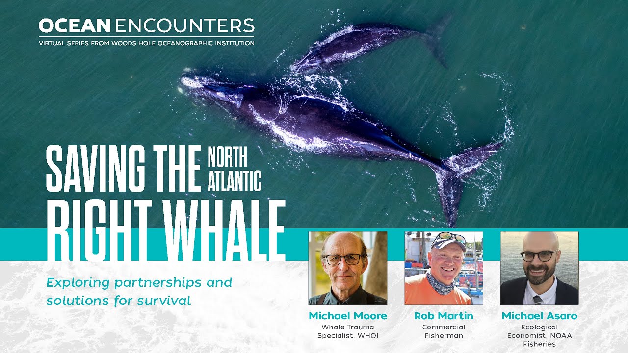 その他 North Atlantic&#39;s Most Endangered Whales [DVD] The North Atlantic right whale is one of the world's most