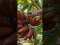 🍌🥙Red panana🌶️வாழைப்பழம🌿்(benefit)🍌