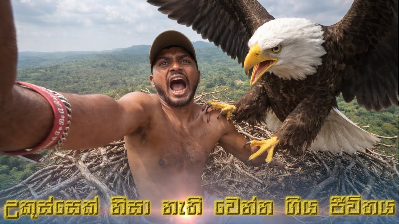ගමේ උසම තැනදි උකුස්සෙක් කරපු දෙයක්.😨🦅| Hawk attack | @KalaKoluwa