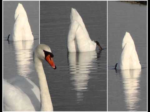 The classic illustration ...Darling I love you.wmv