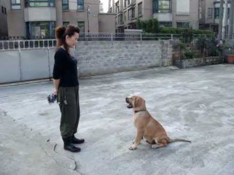 高山犬 幼犬 紅帥 基本動作 Mpg Youtube
