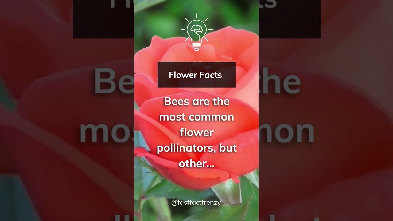How do flowers get pollinated? Bees aren't the only pollinators! 