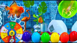 Colorful wheel of Fortune Surprise Eggs, Lobster, Snake, Koi, cichlid, Butterfly Fish, Goldfish