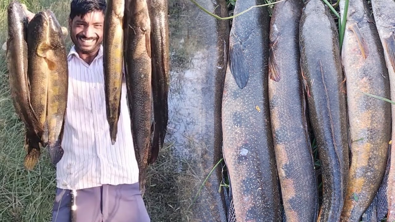 big size maral Fishing video aisi size dekhne ke liye Aankhen Taras ...