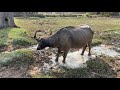 ควายอยากเล่นน้ำएक हाथी,elephant