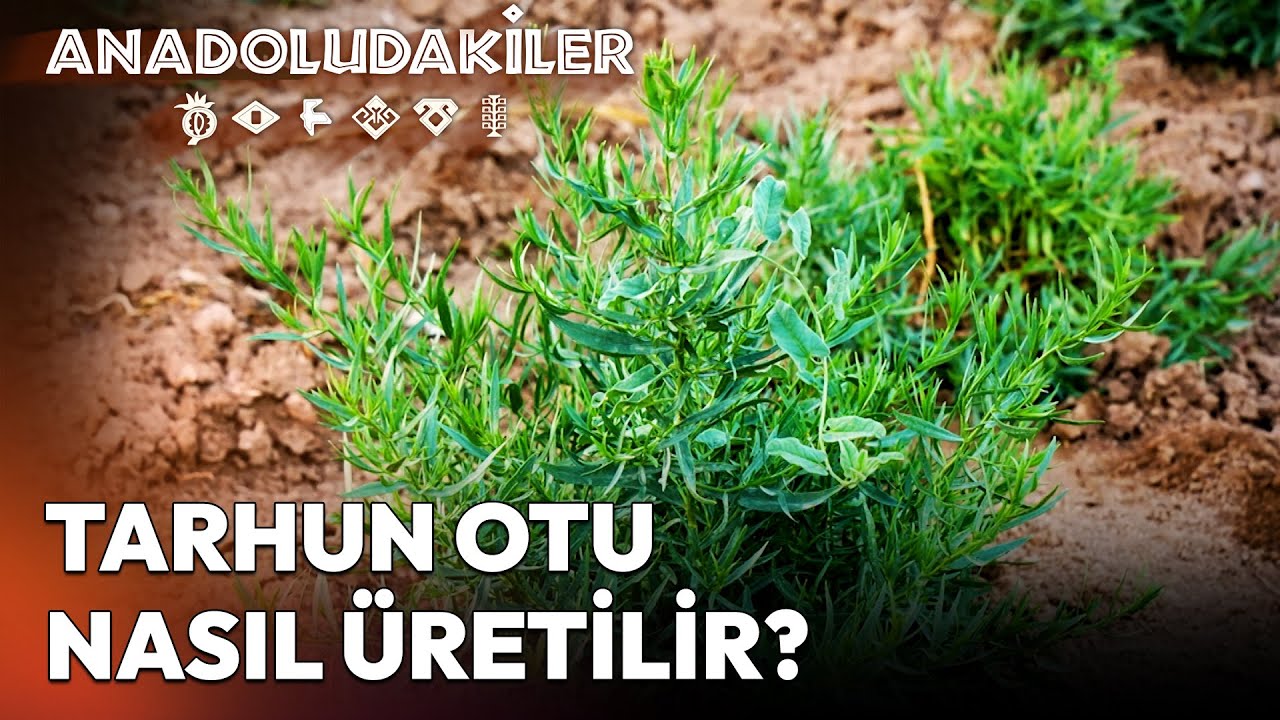 Bayburt'un Yeşil Altını Tarhun Nerelerde Kullanılıyor? | Anadoludakiler