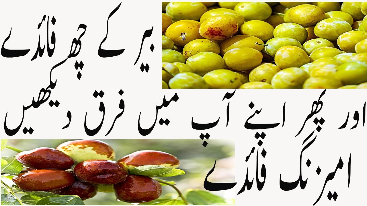 Jujube Health Benefits Top 6 Health Benefits Of Jujube In Urdu By Kaleemullah Tv Jujube Health Benefits Top 6 Health Benefits Of Jujube In Urdu By Kaleemullah Tv