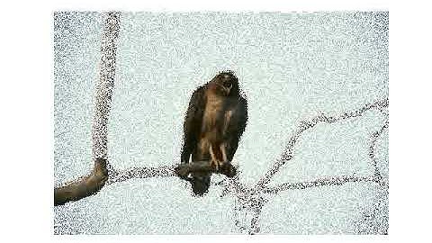 Image Segmentation | Graph-CUT algorithm | python