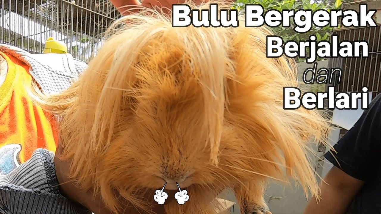 500 Ekor !!! Sukses Usaha Ternak Guinea Pig (Marmoot) Harga Jutaan