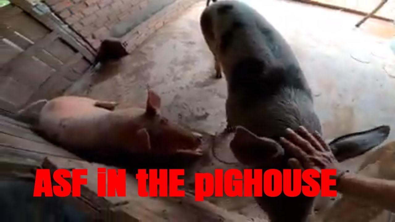 ASF(African Swine Fever) in the pig house - Nipe Adventure - EP 50