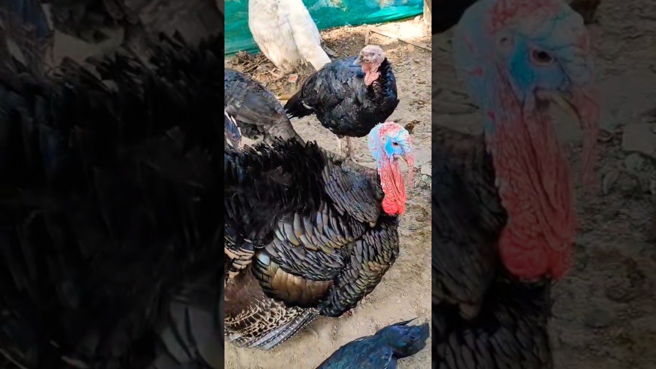 turkey murgi asansol#turkey #shorts