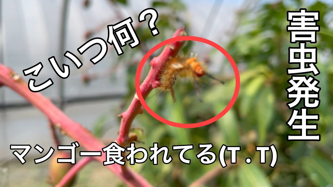 Amami Mango] Caterpillar pest outbreak!! What to do? I'll crush