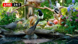 🔴24/7 LIVE CAT TV NO ADS😺Cutest Squirrel and Bird Watching👀