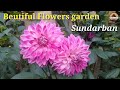 Beautiful natural flowers garden at sundarban tiger roar resort 