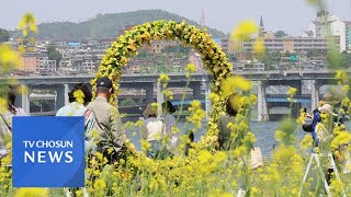 한강공원 유채꽃 '활짝'…주말 쾌청한 봄날씨