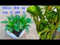 शिमला मिर्च आप भी लगा सकते हैं अपने घर । Shimla Mirch Capsicum Grow at Home in Pots / Capsicum Grow