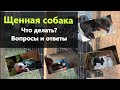 Немецкая овчарка. Щенение. Подготовка к родам