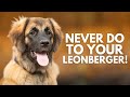 8 Things You Must Never Do to Your Leonberger