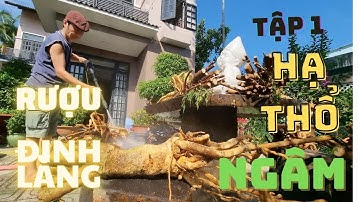 NGÂM RƯỢU ĐINH LĂNG MỚI NHẤT | CỦ ĐINH LĂNG  KHỦNG NGÂM RƯỢU | HẠ THỔ  LU RƯỢU ĐINH LĂNG 148 LÍT T1