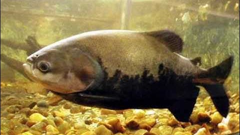 INTJ - INTP Ideal Partners Part 3 of 3