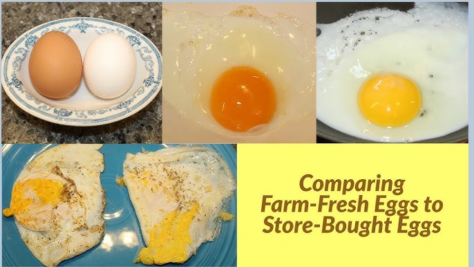 how do you clean farm fresh eggs without removing the bloom – VJP Poultry