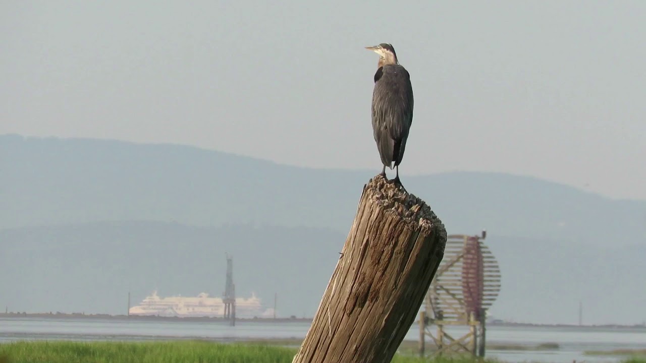 BC Ferries on the Strait of Georgia - share the coast!